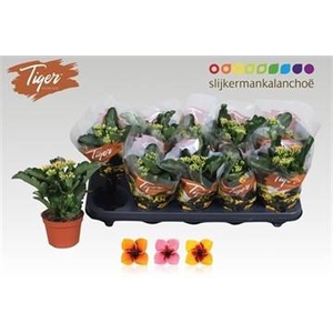 KAL EN TIGER GEM