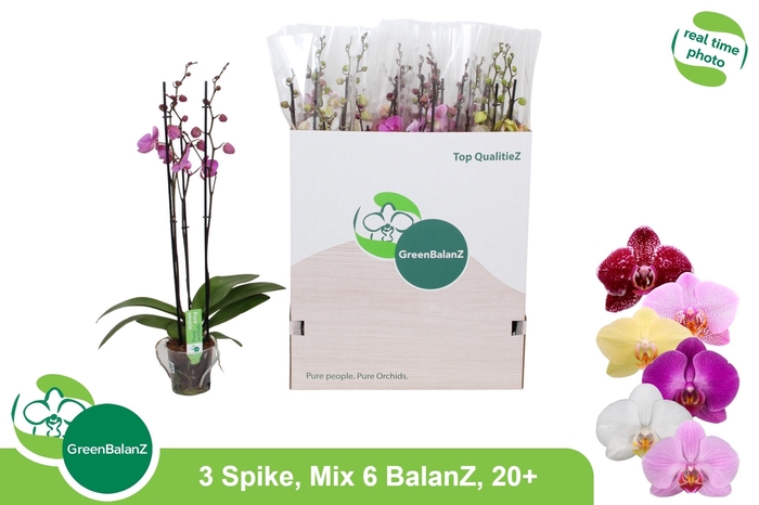 <h4>PHAL GEM 6 KL</h4>