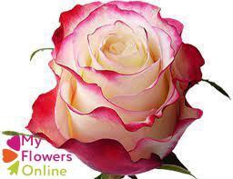 <h4>R Gr Sweetnesse Bicolor 50cm EC</h4>