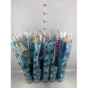 Phalaenopsis   ...mix  5