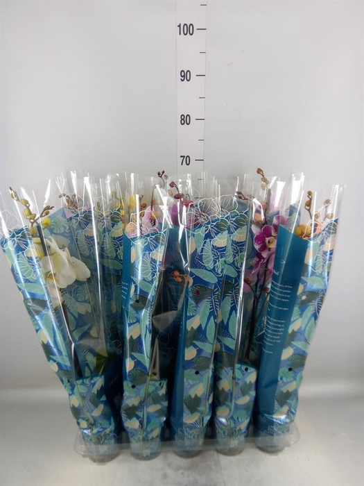 <h4>Phalaenopsis   ...mix  5</h4>