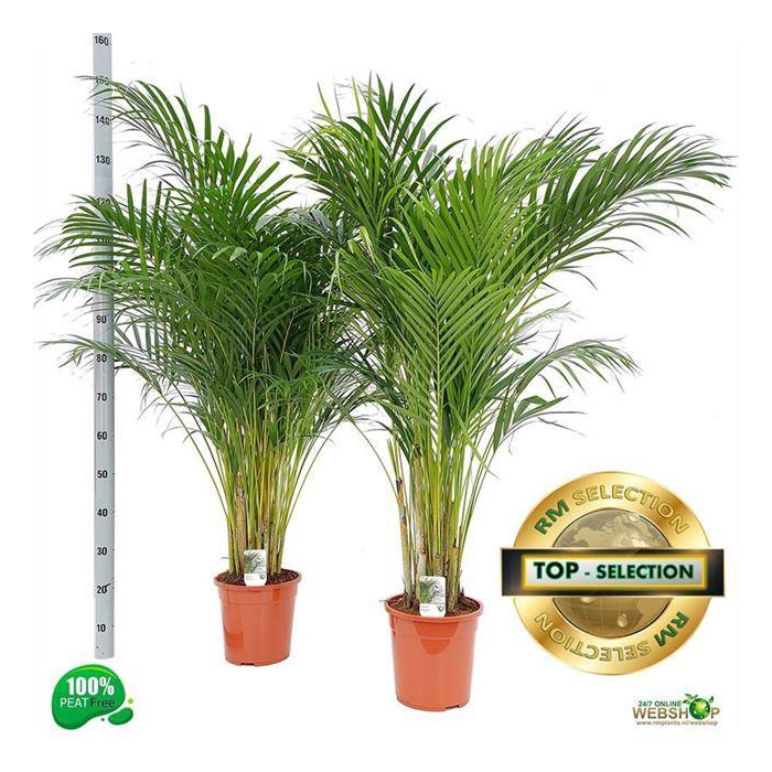 <h4>Areca lutescens 24Ø 150cm 25pp</h4>