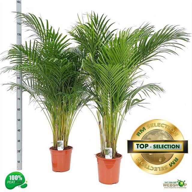 Areca lutescens 24Ø 150cm 25pp