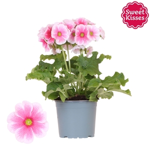 Primula Obconica Sweet Kisses red blush