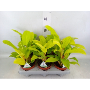Philodendron  'Malay Gold'