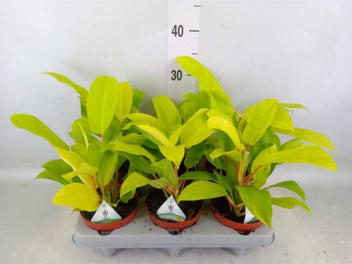 <h4>Philodendron  'Malay Gold'</h4>
