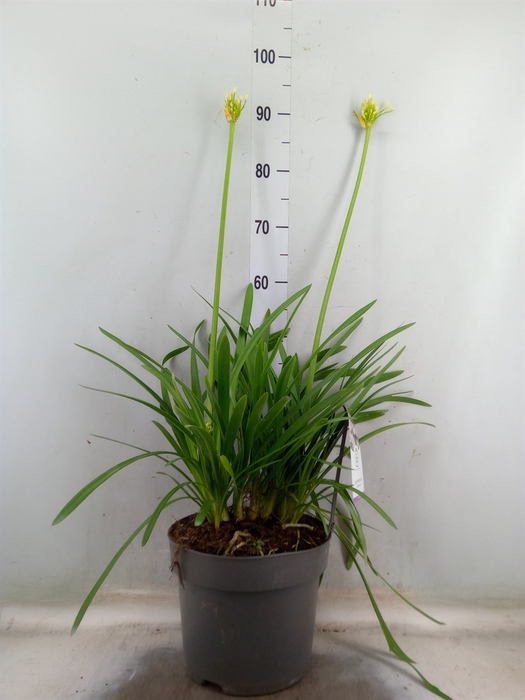 <h4>Agapanthus  'Fireworks'</h4>