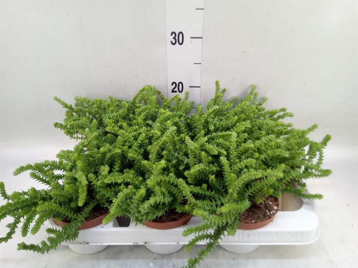 <h4>Crassula   ...</h4>