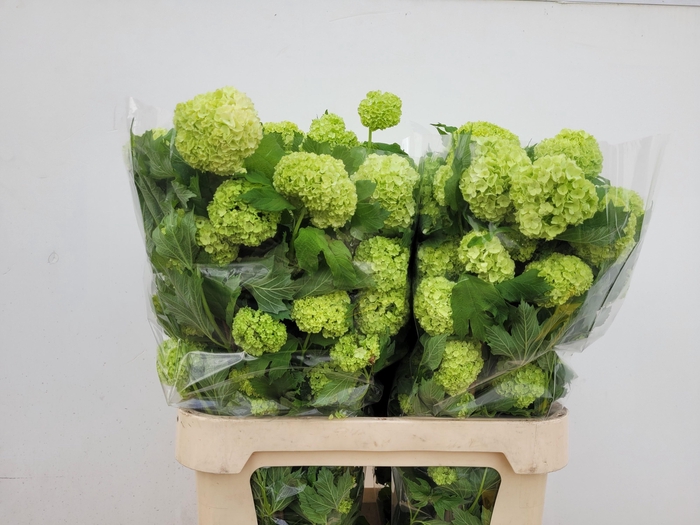 <h4>VIBURNUM ROSEUM ST</h4>