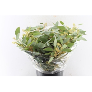 Euca Populus Berry Short 200 Gram
