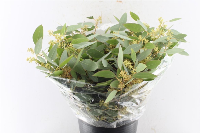 <h4>Euca Populus Berry Short 200 Gram</h4>