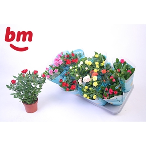 RO B MONDE GEM 7 SRT