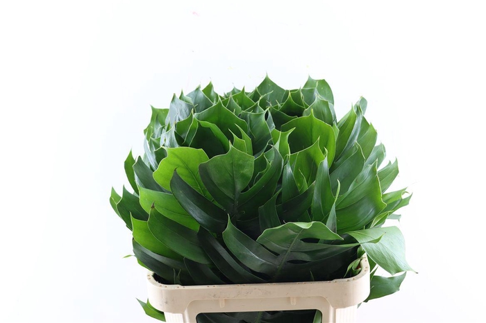<h4>Monstera Epipremnum Leaf</h4>