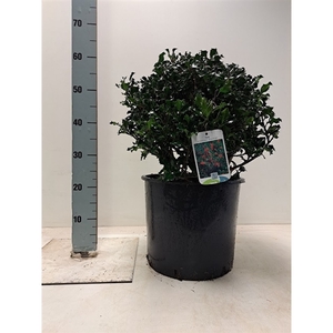 Ilex meserveae 'Blue Angel' bol