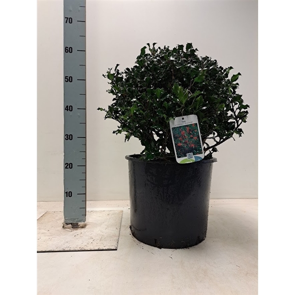 <h4>Ilex meserveae 'Blue Angel' bol</h4>