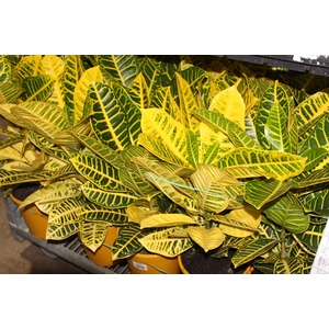 CROTON CANARINHO P24