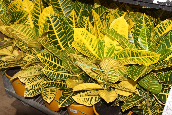 <h4>CROTON CANARINHO P24</h4>