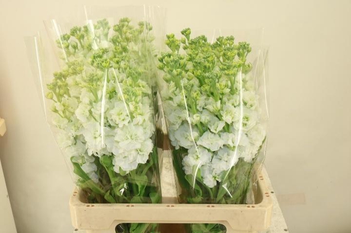 <h4>MATTH IRON WHITE</h4>