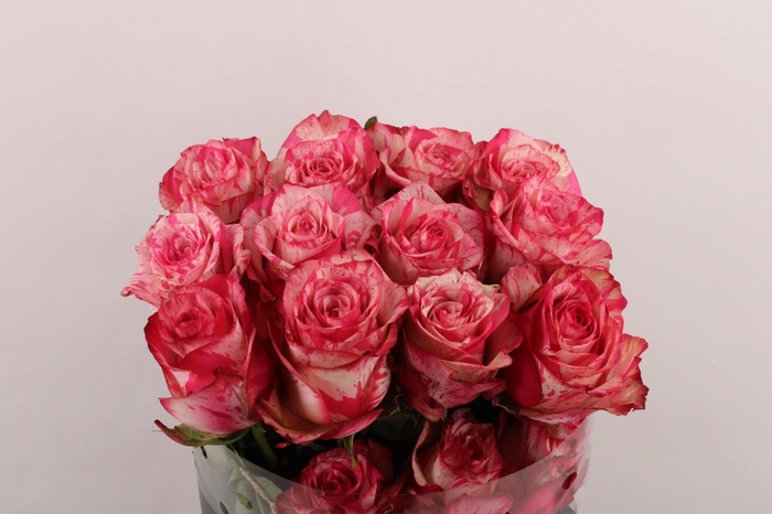 <h4>R Gr Magic Times</h4>