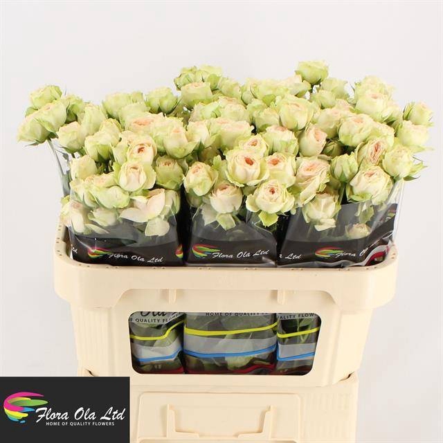 <h4>R Tr Pavlova Flora Ola</h4>