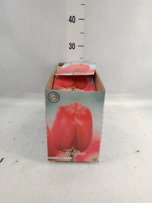 <h4>Tulipa   ...flowerbulbs</h4>