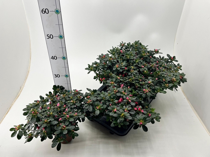 <h4>RHODO SI OV</h4>