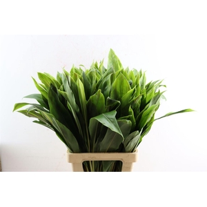 Cordyline Striped Top 72cm