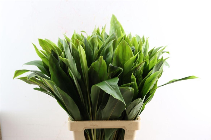 <h4>Cordyline Striped Top 72cm</h4>