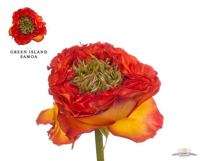 Rosa Garden Green Island Samoa