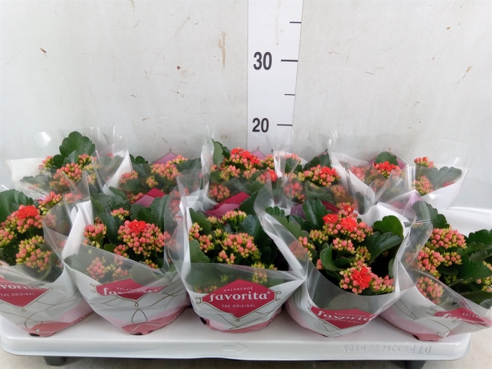 <h4>Kalanchoe blos. 'Perfecta Red'</h4>