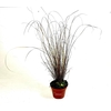 CARE BU RED ROOST CG