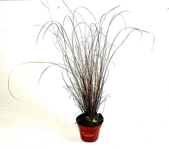 CARE BU RED ROOST CG