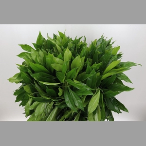 Cocculus Laurifolius P Stem