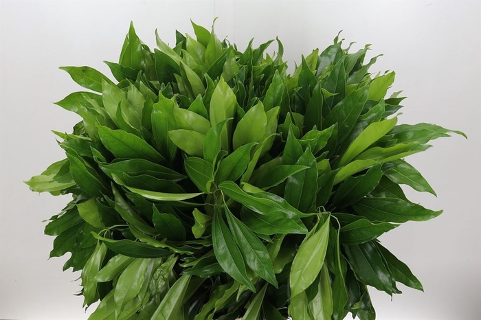 <h4>Cocculus Laurifolius P Stem</h4>