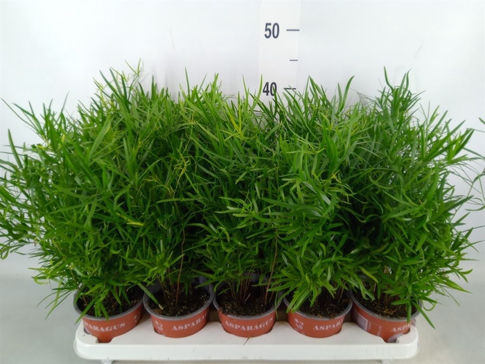 <h4>Asparagus falcatus</h4>