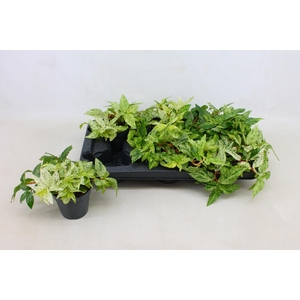 PELLONIA R VARIEGATA