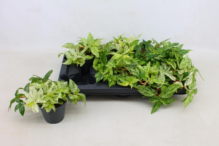 <h4>PELLONIA R VARIEGATA</h4>