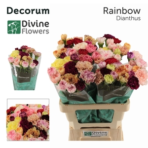 Di St Rainbow Mix 60 cm