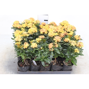 IXORA MINI LARANJA SAQ 30