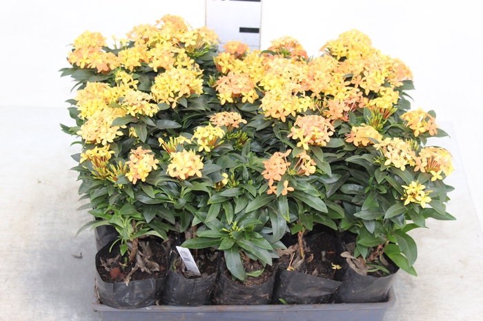 IXORA MINI LARANJA SAQ 30