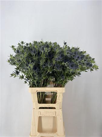 <h4>Eryn Mag Blue Lagoon Cm 80 Viola</h4>