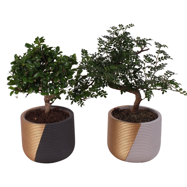 <h4>Bonsai Indoor Mix Ø12cm Mix B/S Shape in Ø 14cm Ceramic PL468</h4>