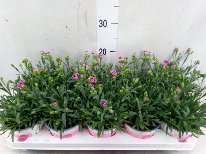 <h4>Dianthus  'Pink Kisses'</h4>