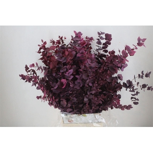 Pres Euca Stuartiana Lilac Bunch