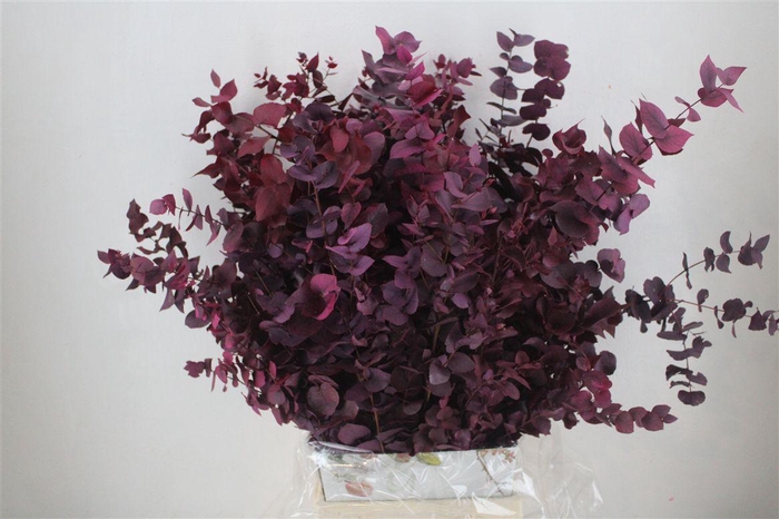 <h4>Pres Euca Stuartiana Lilac Bunch</h4>