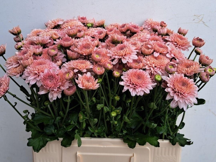 <h4>CHR T GOMPIE ROSE</h4>