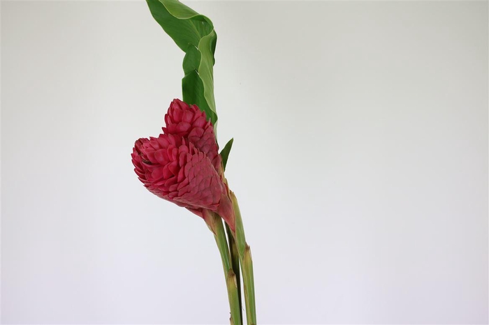 <h4>Alpinea Red King</h4>