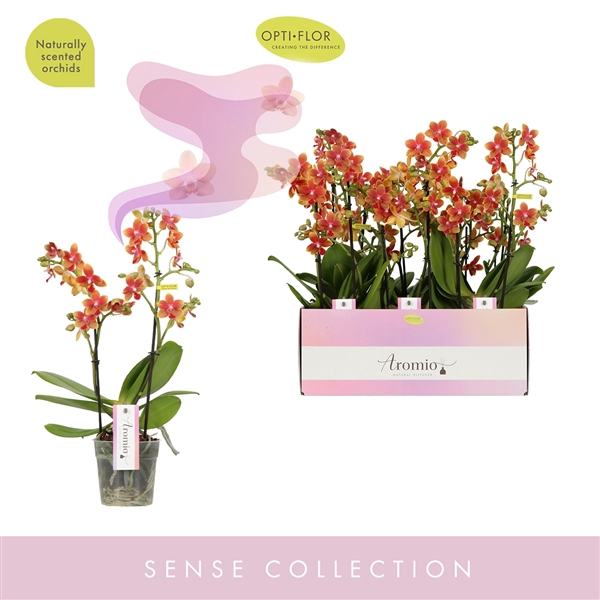 <h4>Aromio Tropical 2 spike</h4>