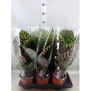 Calathea makoyana