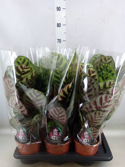 <h4>Calathea makoyana</h4>